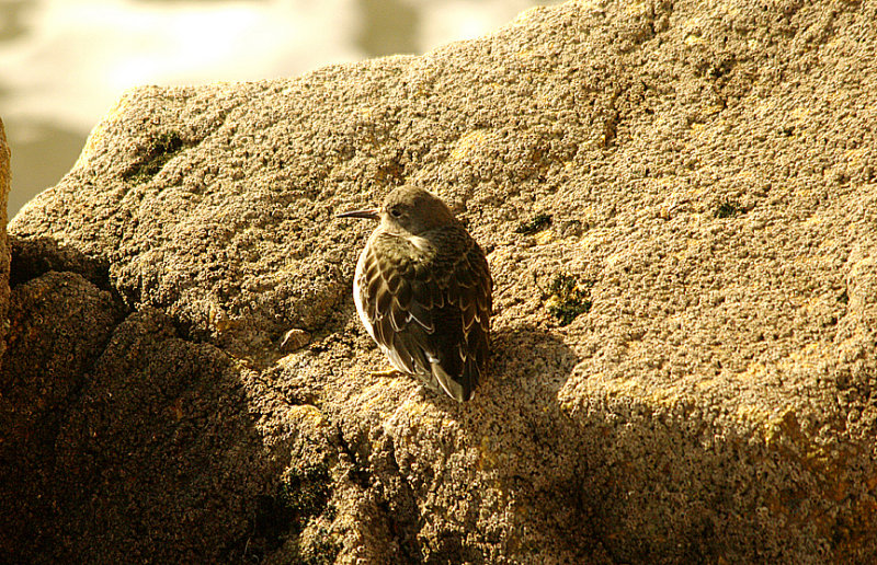 PURPLE SANDPIPER . PENZANCE . CORNWALL . 7 . 1 . 2016