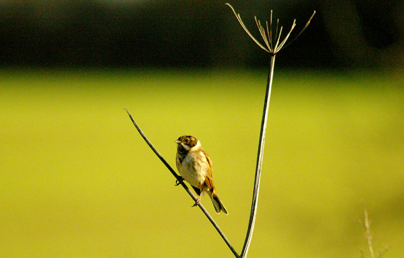 REED BUNTING . THE OTTERTON SEWAGE WORKS . DEVON . ENGLAND . 8 . 1 . 2016