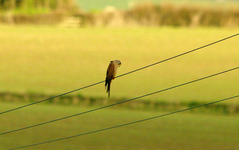 KESTREL . THE OTTERTON SEWAGE WORKS . DEVON . 8 . 1 . 2016