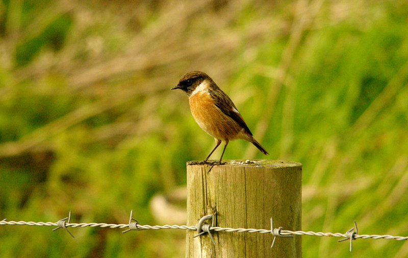 COMMON STONECHAT ( Male ) . DARTS FARM . TOPSHAM . DEVON . 16 . 1 . 2016