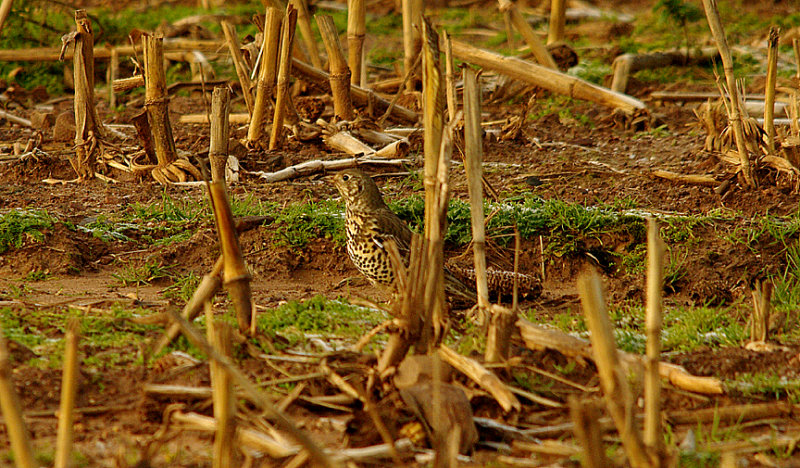 MISTLE THRUSH . DARTS FARM . TOPSHAM . DEVON . 16 . 1 . 2016