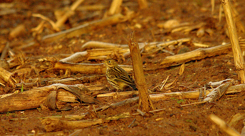 MEADOW PIPIT . DARTS FARM . TOPSHAM . DEVON . 16 . 1 . 2016