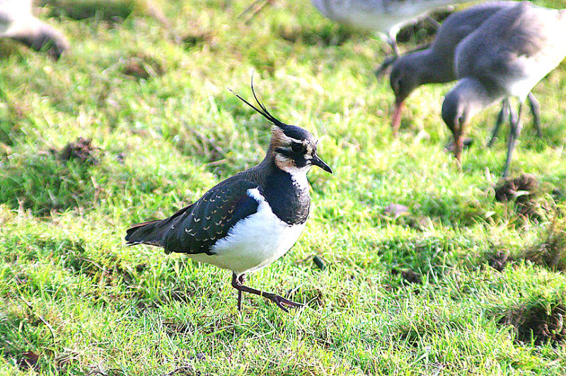 NORTHERN LAPWING . BOWLING GREEN MARSH . TOPSHAM . DEVON . ENGLAND . 5 . 12 . 2013