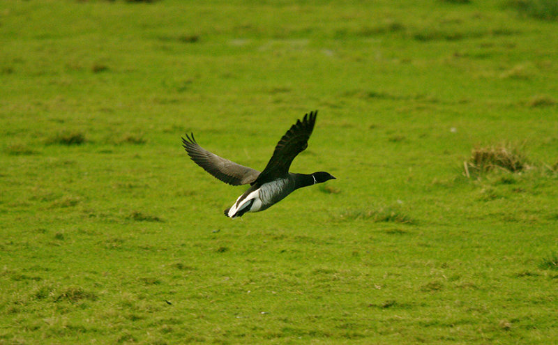 BLACK BRANT , THE EXMINSTER MARSHES , DEVON , ENGLAND . 30 , 1 , 2016