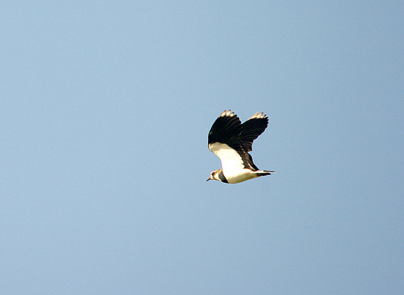 NORTHERN LAPWING . THE EXMINSTER MARSHES . DEVON . ENGLAND . 2 . 2 . 2016