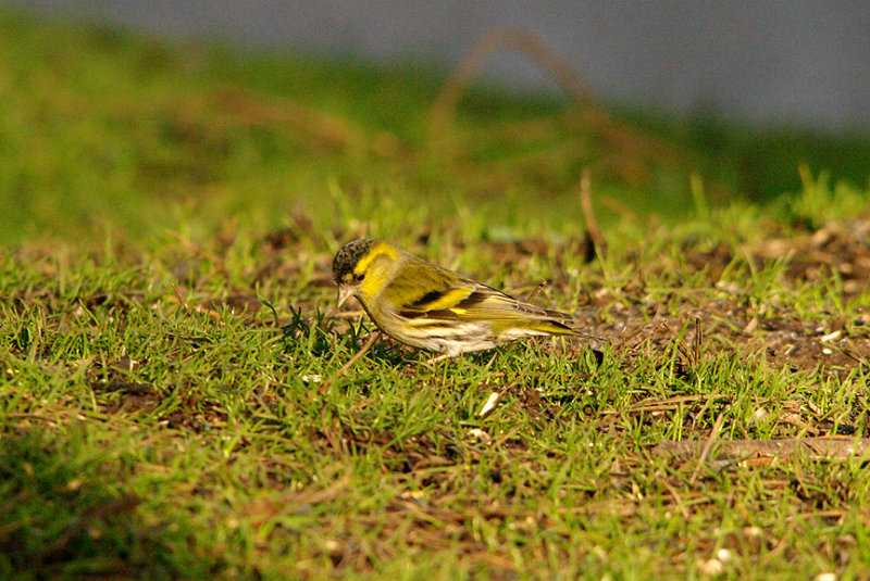 SISKIN , HALDON FOREST , DEVON , 3 , 2 , 2016