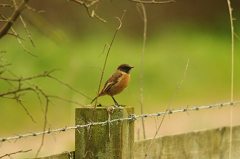 STONECHAT . BOWLING GREEN MARSH . TOPSHAM . DEVON . 4 . 2 . 2016