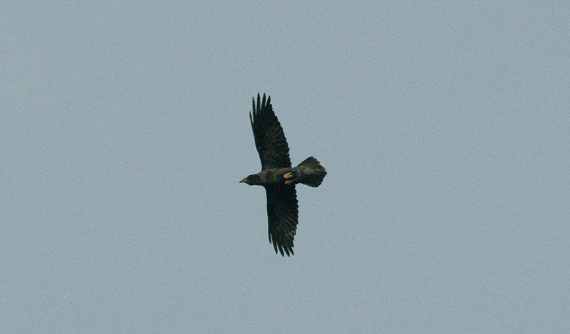 COMMON RAVEN . NORTH WOOD . DEVON . ENGLAND . 16 . 2 . 2016