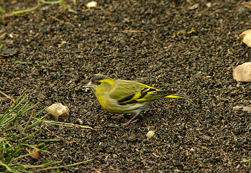 SISKIN . THE HALDON FOREST . DEVON . 18 . 2 . 2016