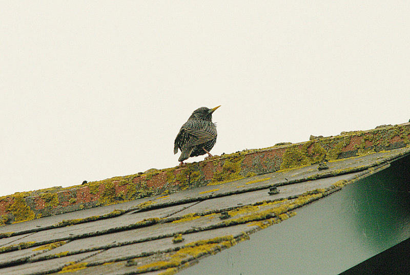 COMMON STARLING . EXMOUTH . DEVON . 27 . 2 . 2016