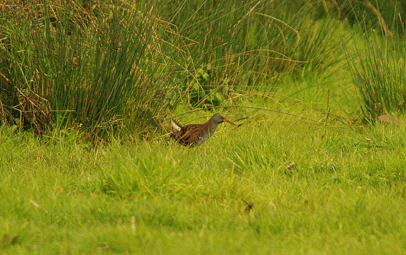 WATER RAIL . BOWLING GREEN MARSH . TOPSHAM . DEVON . ENGLAND . 29 . 2 . 2016