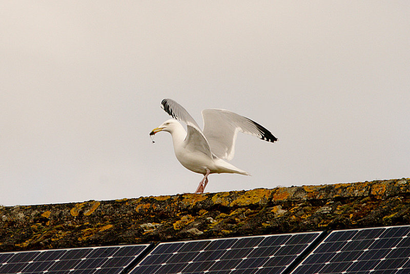 HERRING GULL . ALPHINGTON . EXETER . DEVON . 7 . 3 . 2016