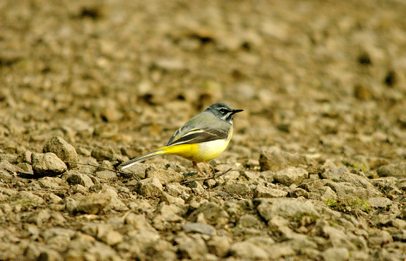 GREY WAGTAIL , STEPS BRIDGE , DEVON , 10 , 3 , 2016
