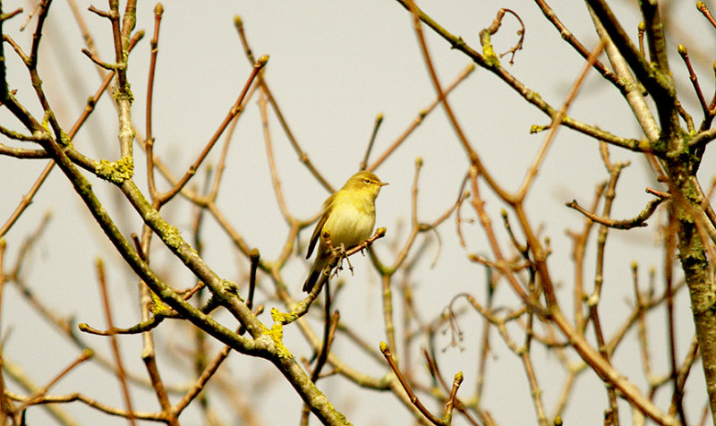 CHIFFCHAFF . BOWLING GREEN LANE . TOPSHAM . DEVON . 21 . 3 . 2016