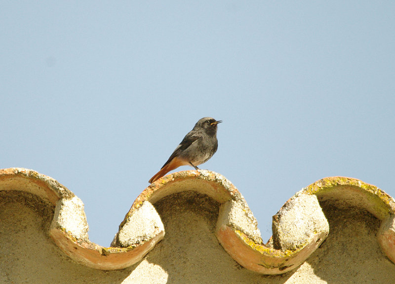 BLACK REDSTART . ALCANTARA . SPAIN . 18 . 4 . 2016