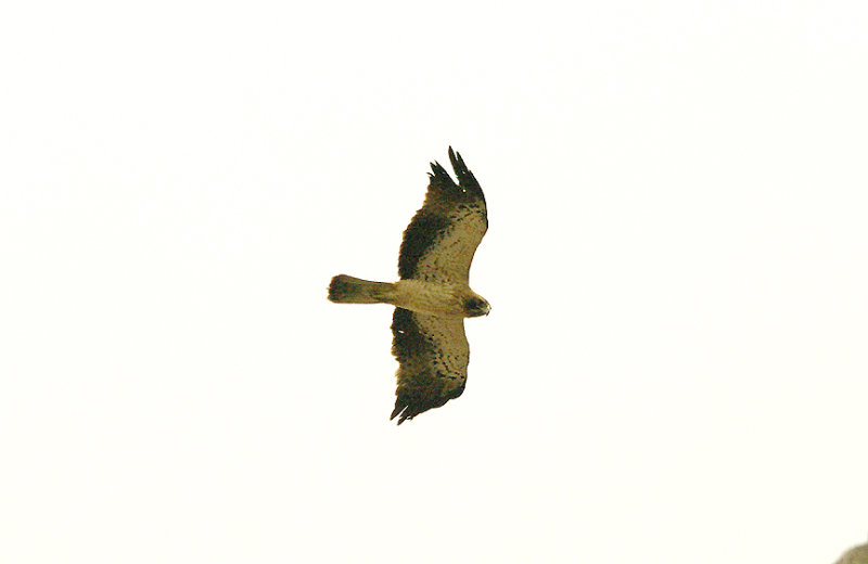 BOOTED EAGLE ( Light Phase ) , ALCANTARA , SPAIN , 16 , 4 , 2016