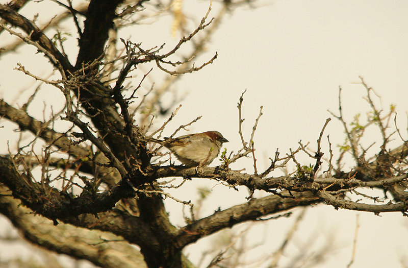 HOUSE SPARROW . MADRID . SPAIN . 13 . 4 . 2016