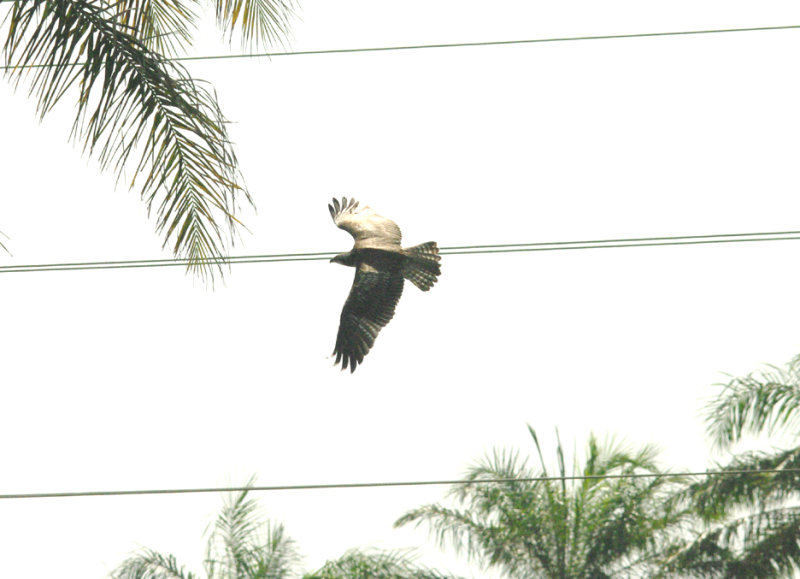 OSPREY . JACANA POOL . KOLOLI . GAMBIA . 7 . 11 . 2014
