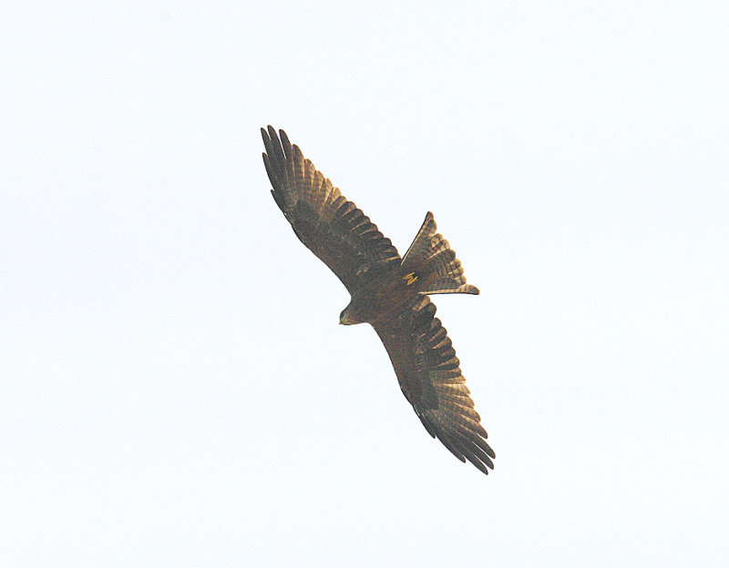 YELLOW-BILLED KITE . THE CYCLE TRACK . KOLOLI . GAMBIA . 7 . 11 . 2014