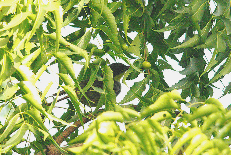 YELLOW-THROATED LEAFLOVE . BRUFORT FOREST . GAMBIA . 10 . 11 . 2014