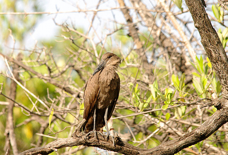 HAMERCOP . THE CREEK OPPOSITE TENDABA CAMP . GAMBIA . 12 . 11 . 2014
