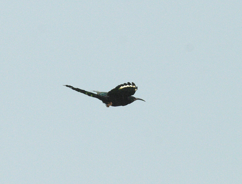 GREEN WOOD-HOOPOE , THE CYCLE TRACK , KOLOLI , GAMBIA , 14 , 11 , 2014