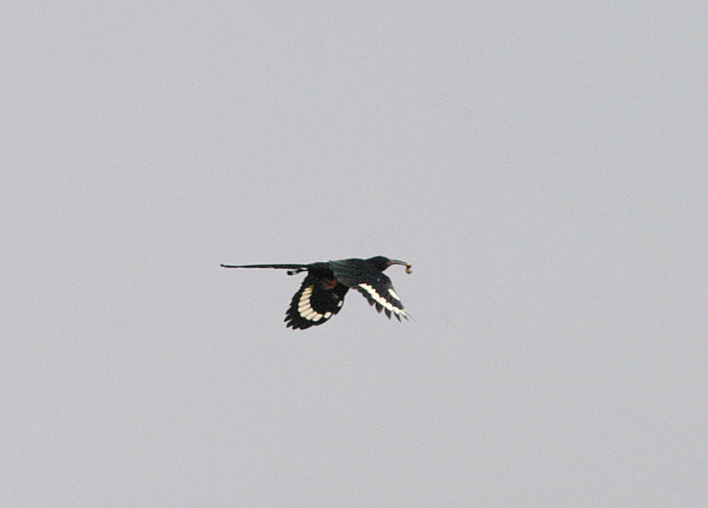 GREEN WOOD-HOOPOE . THE CYCLE TRACK . KOLOLI . GAMBIA . 14 . 11 . 2014 