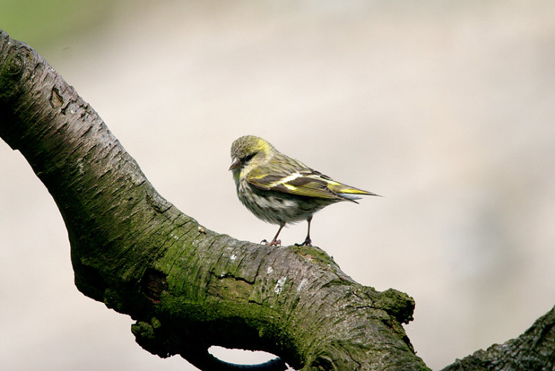 SISKIN ( Juvenile ) , HALDON FOREST , DEVON , 26 , 5 , 2016