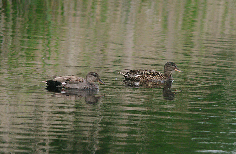 GADWALL ( Male & Female ) . HAM WALL RSPB . SOMERSET . 1 . 6 . 2016