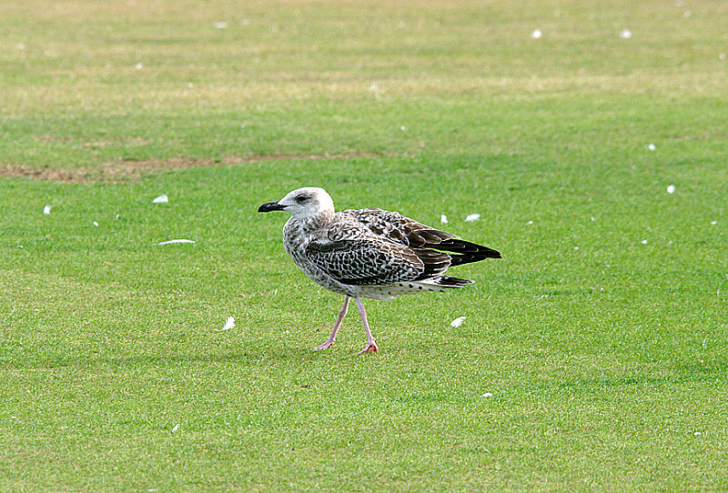 YELLOW-LEGGED GULL ( Juvenile ) . EXMOUTH . DEVON . 20 . 8 . 2016