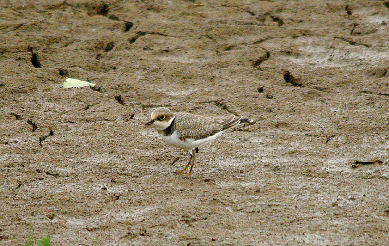LITTLE RINGED PLOVER ( Juvenile ) . BOWLING GREEN MARSH . TOPSHAM . DEVON . 20 . 8 . 2016