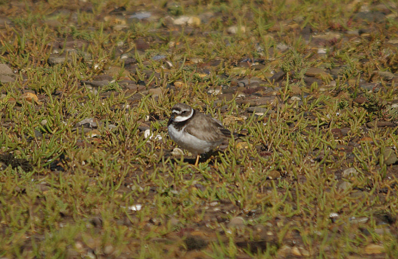 RINGED PLOVER . DAWLISH WARREN . DEVON . 23 . 8 . 2016