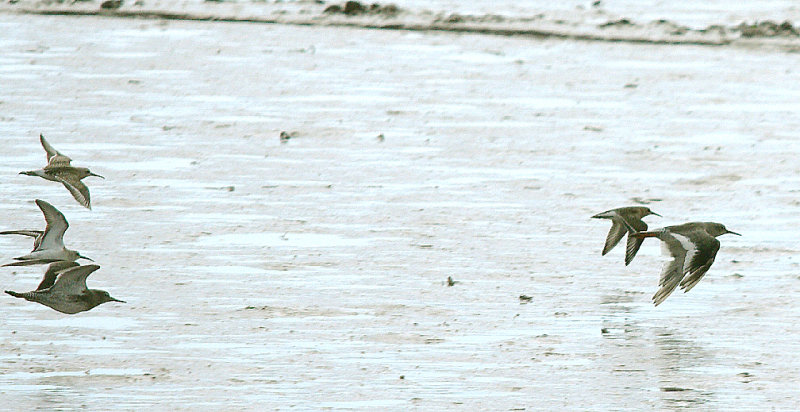 CURLEW SANDPIPER . THE CLYST ESTUARY . TOPSHAM . DEVON . 1 . 9 . 2016