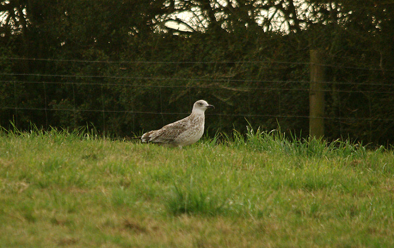 YELLOW-LEGGED GULL . ORCOMBE POINT . EXMOUTH . DEVON . 3 . 9 . 2016