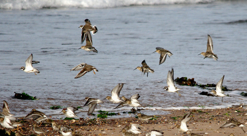 RINGED PLOVER & DUNLIN . EXMOUTH BEACH . DEVON . 3 . 9 . 2016