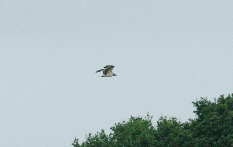 OSPREY , BOWLING GREEN MARSH , TOPSHAM , DEVON , 4 , 9 , 2016