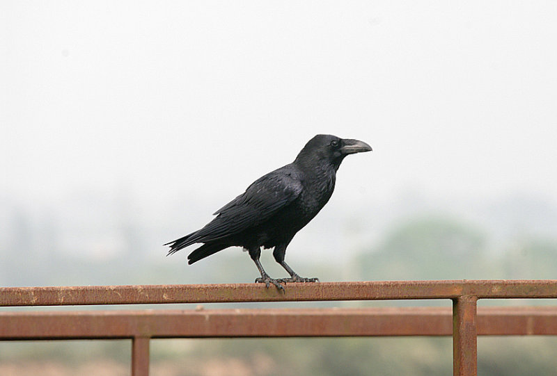 COMMON RAVEN , DARTS FARM , TOPSHAM , DEVON , ENGLAND . 7 , 9 , 2016