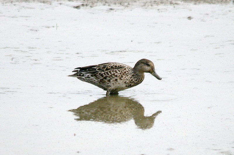 COMMON TEAL ( Female ) . BOWLING GREEN MARSH . TOPSHAM . DEVON . ENGLAND . 10 . 9 . 2016