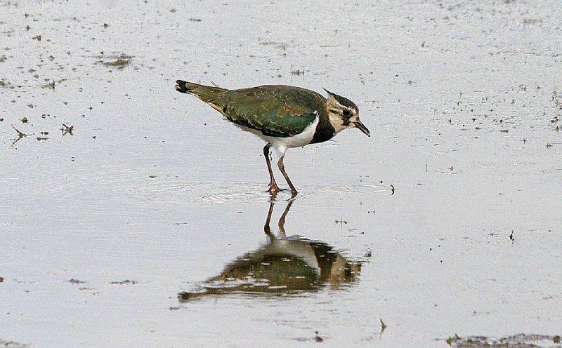 NORTHERN LAPWING ( Juvenile ) . BOWLING GREEN MARSH . TOPSHAM . DEVON . ENGLAND . 11 . 9 . 2016