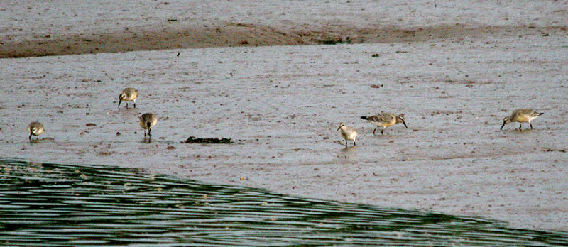 RED KNOT . THE CLYST ESTUARY . TOPSHAM . DEVON . 13 . 9 . 2016