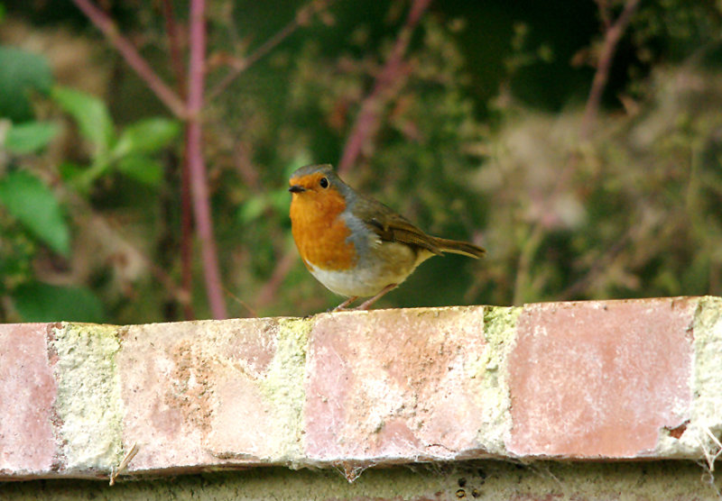 EUROPEAN ROBIN . RIVERSMEET HOUSE . TOPSHAM . DEVON . 13 . 9 . 2016