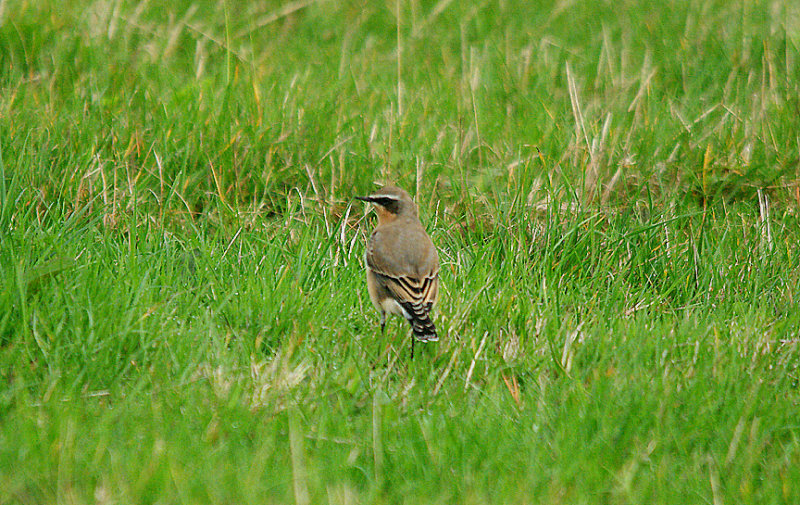 NORTHERN WHEATEAR ( Greenland Race ) . ORCOMBE POINT AREA . EXMOUTH . DEVON . 14 . 9 . 2016