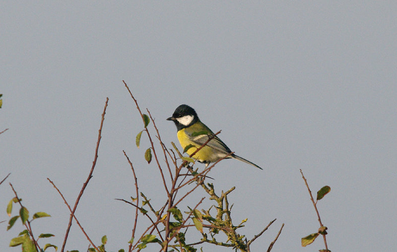 GREAT TIT . ORCOMBE POINT TOP FIELDS . EXMOUTH . DEVON . 14 . 9 . 2016