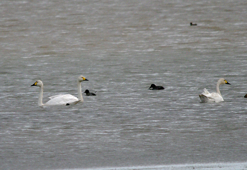 BEWICK`S SWAN , BLAGDON LAKE , SOMERSET , ENGLAND . 9 , 11 , 2016