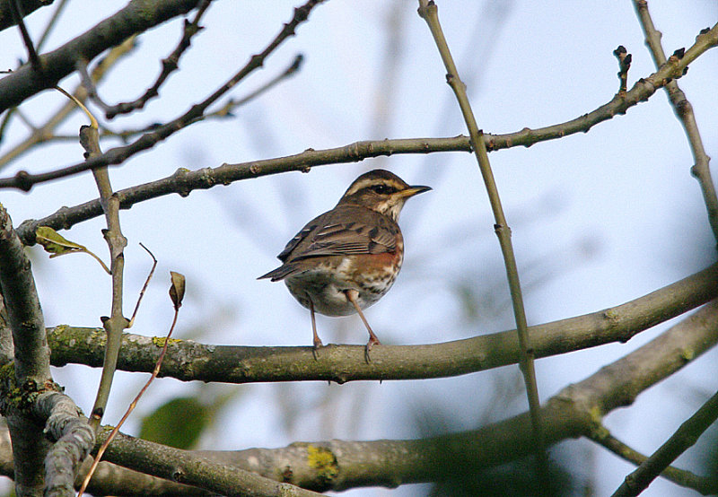 REDWING . TOPSHAM CEMETERY . DEVON . ENGLAND . 16 . 11 . 2016