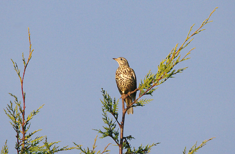 MISTLE THRUSH . TOPSHAM CEMETERY . DEVON . 16 . 11 . 2016