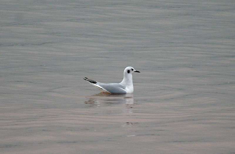 BONAPARTE`S GULL . SHELLEY BEACH . EXMOUTH . DEVON . 5 . 12 . 2016