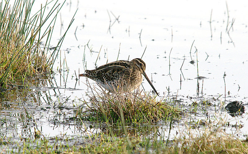 COMMON SNIPE . BOWLING GREEN MARSH . TOPSHAM . DEVON . 26 . 12 . 2016