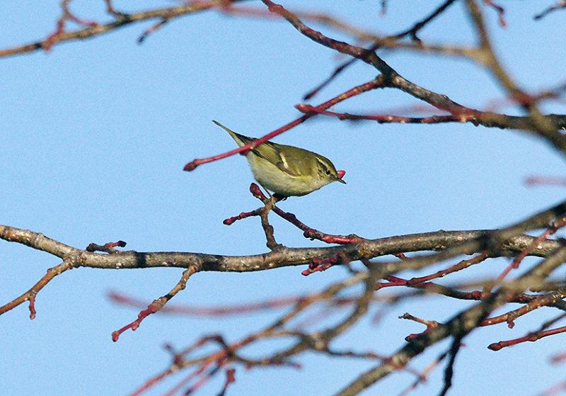YELLOW-BROWED WARBLER . THE TOPSHAM RECREATION GROUND . DEVON . 3 . 1 . 2017