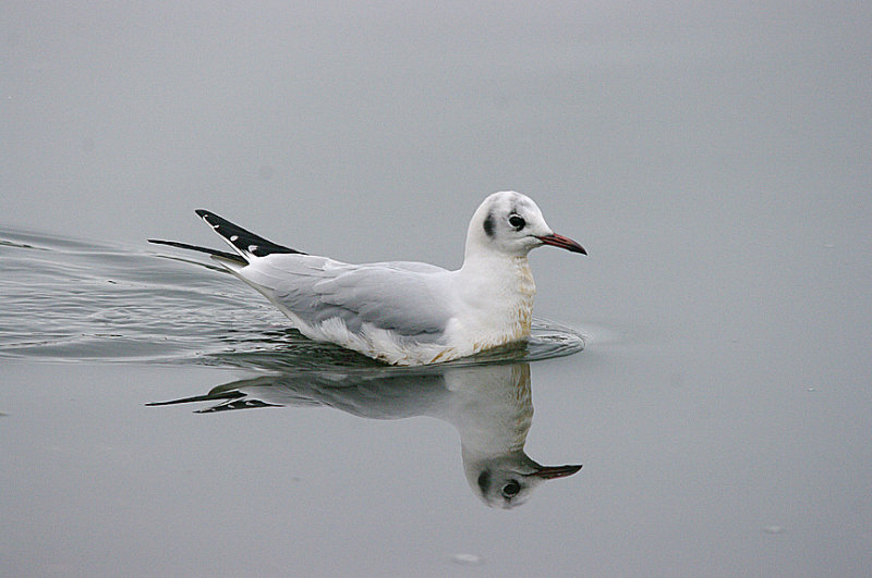 BLACK-HEADE GULL . THE TOPSHAM RECREATION GROUND . DEVON . 8 . 1 . 2017.JPG
